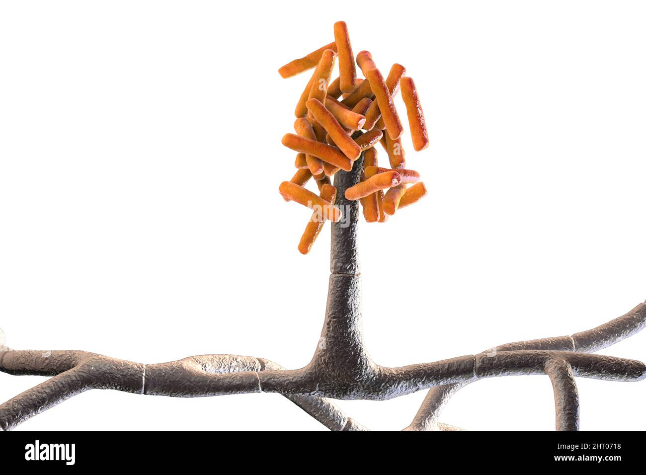 Champignons de Hormographiella, illustration Banque D'Images