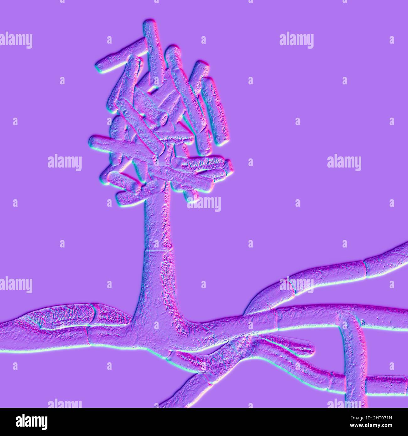 Champignons de Hormographiella, illustration Banque D'Images