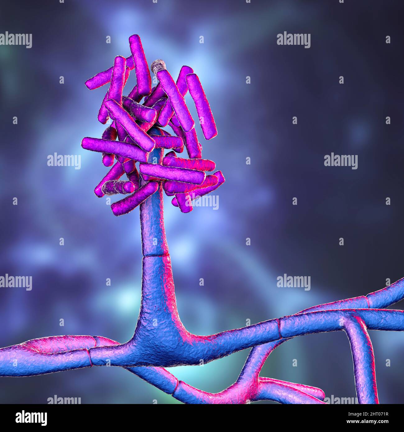 Champignons de Hormographiella, illustration Banque D'Images