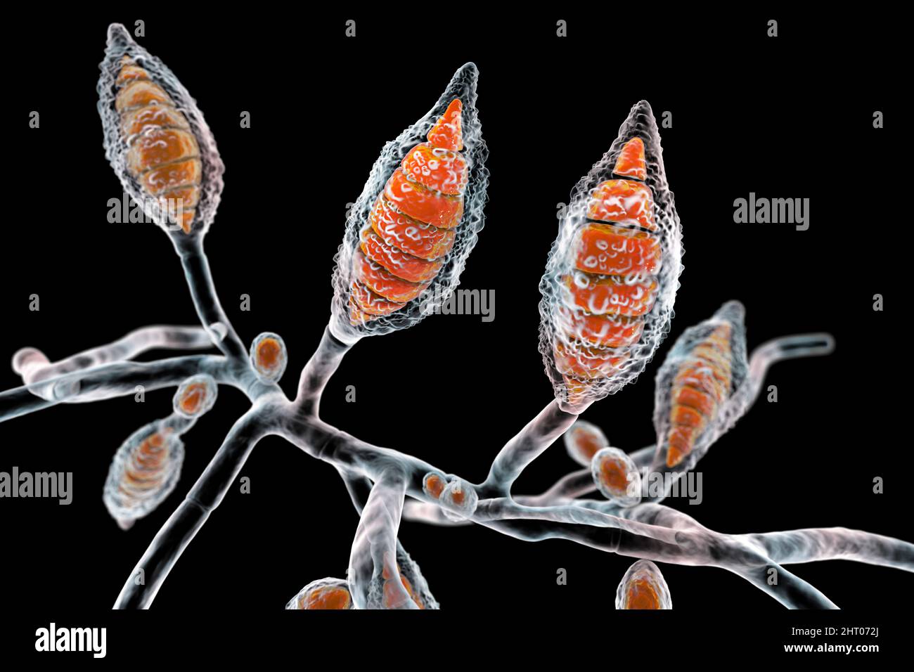 Champignon de Microsporum canis, illustration Banque D'Images