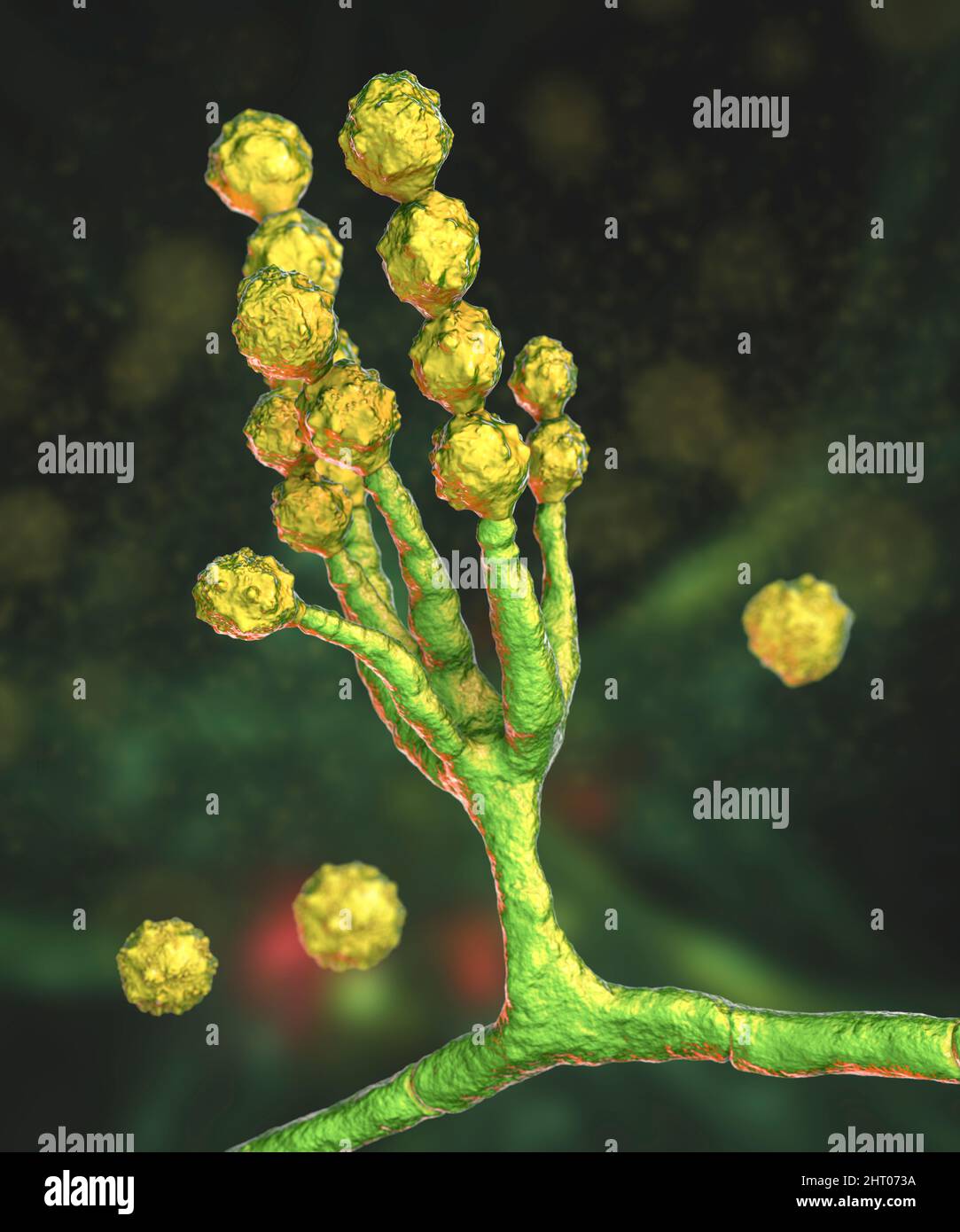 Champignon Scopulariopsis brevicaulis, illustration Banque D'Images