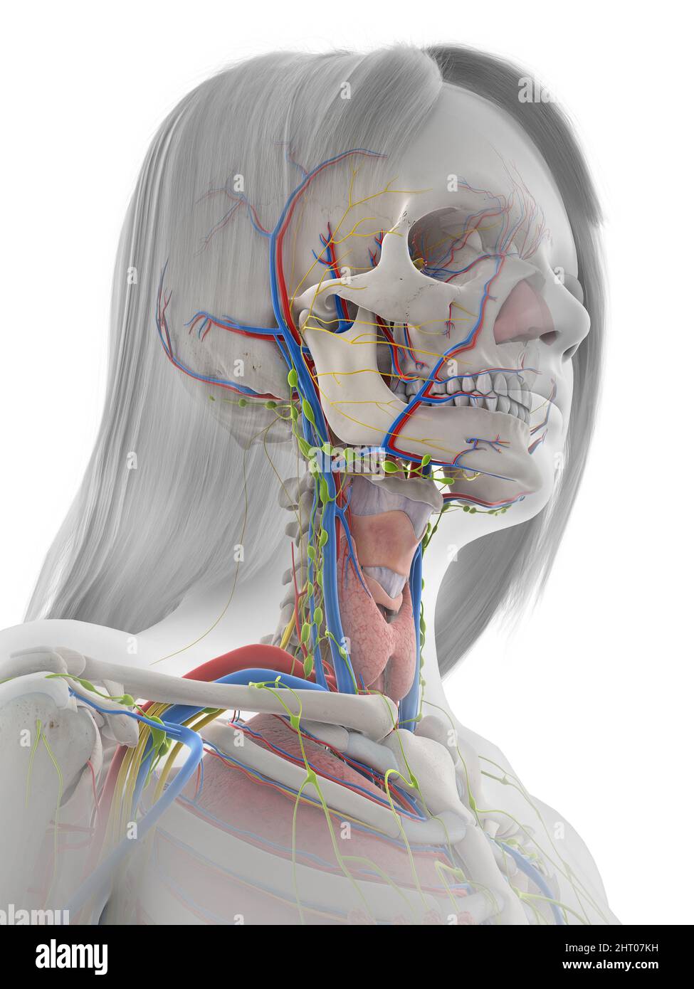 Anatomie du visage humain, illustration Banque D'Images