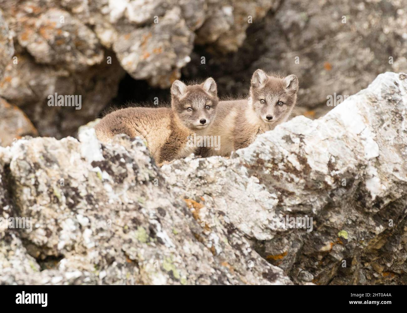 Renard arctique (Vulpes lagopus) deux petits à l'entrée de leur den. Archipel de Svalbard, Arctique norvégien, Norvège Banque D'Images