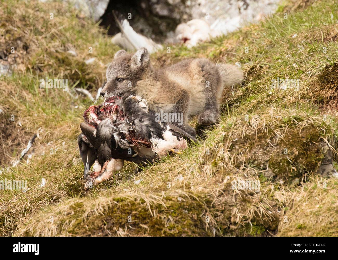 Le renard arctique (Vulpes lagopus) se ramassant le long d'une pente de montagne transportant une grande proie d'oiseau. Archipel de Svalbard, Arctique norvégien, Norvège Banque D'Images