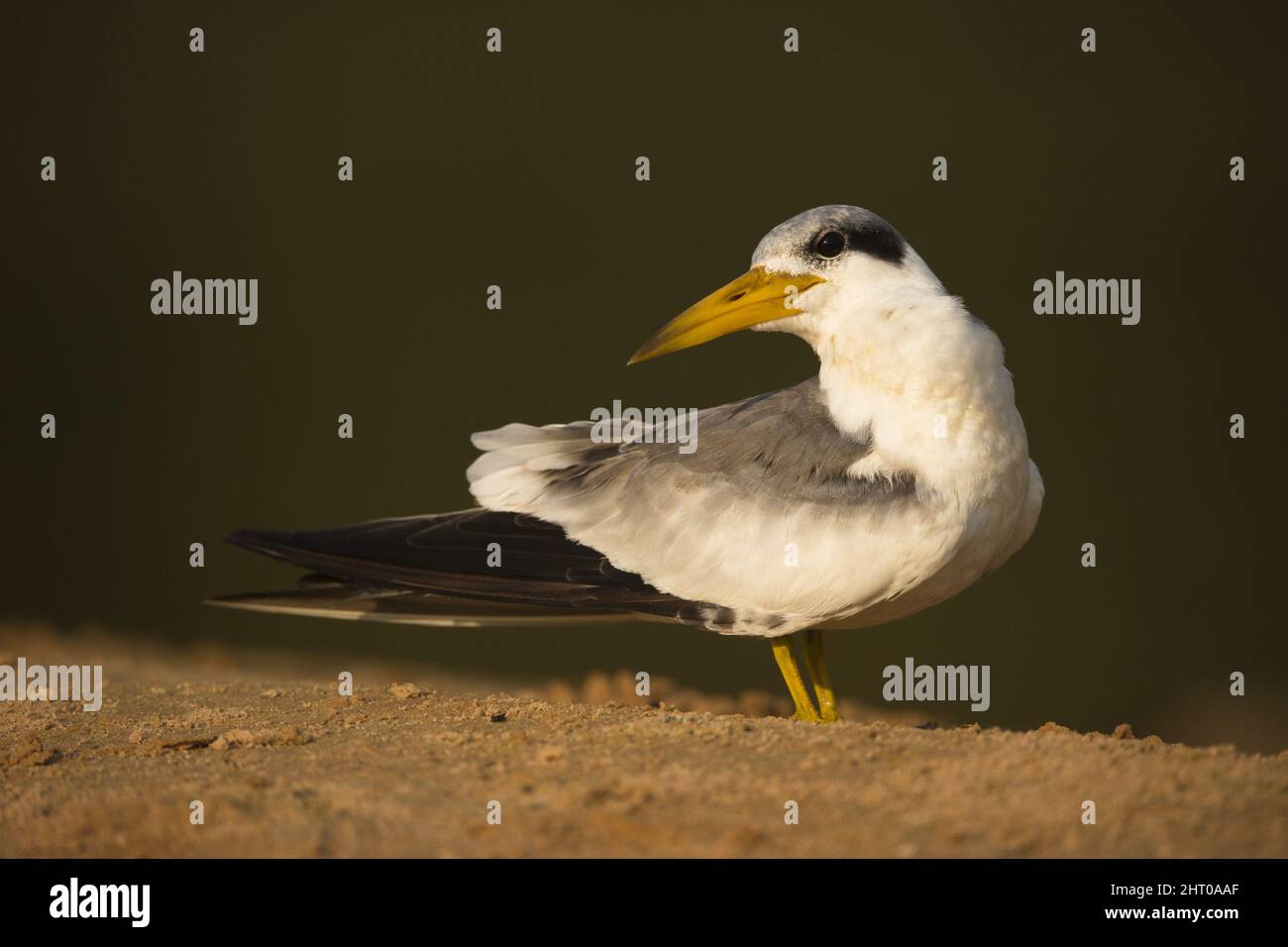 Sterne à gros bec (Phaetusa simplex) dans un plumage de reproduction sur une rive de rivière. Mato Grosso, Pantanal, Brésil Banque D'Images