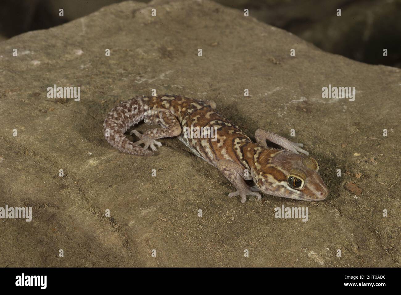 Ocelot gecko (Paroedura pictus) une espèce d'animal de compagnie populaire, de 10 à 15 cm de long. Origine: Sud-ouest de Madagascar Banque D'Images