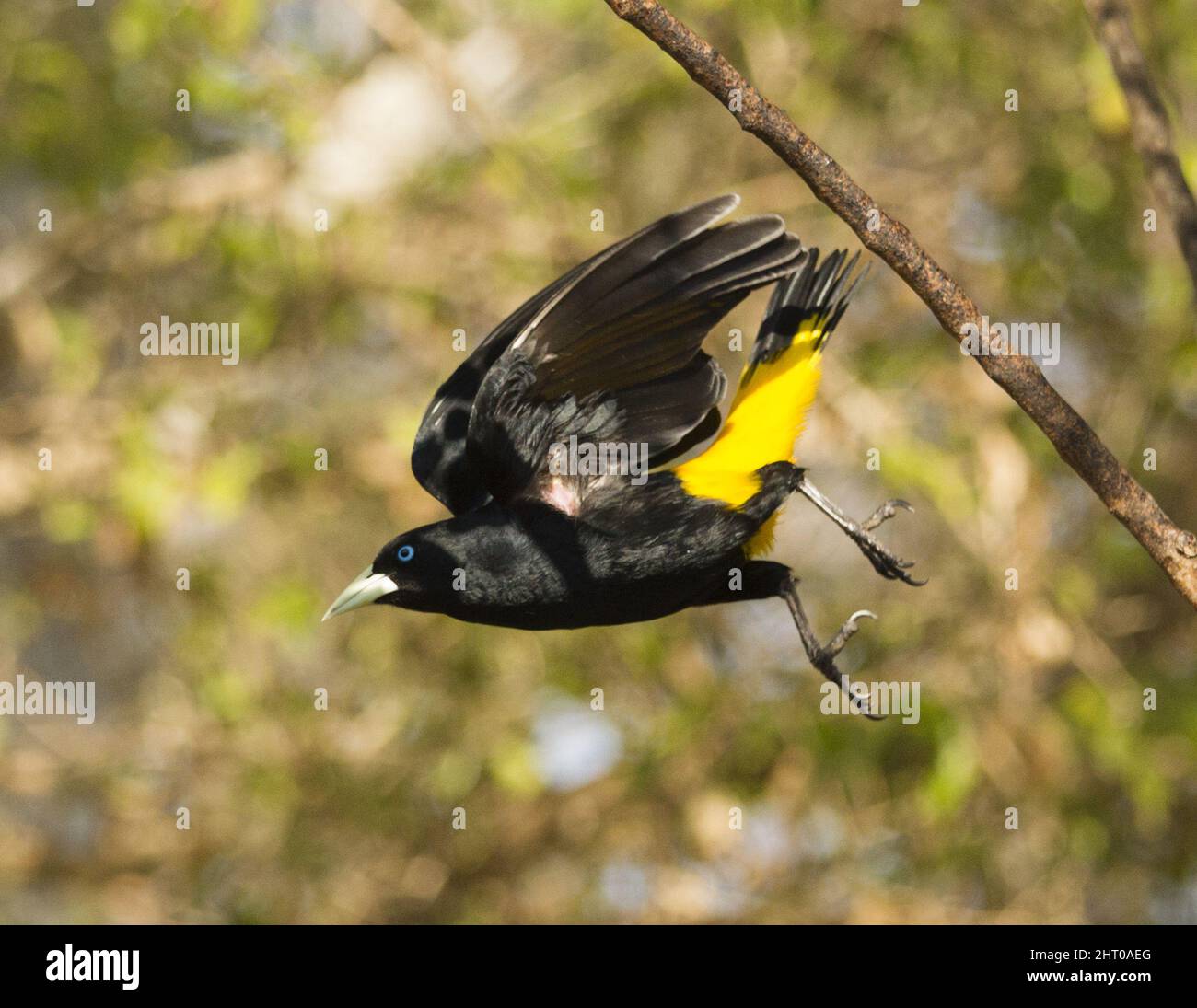 Cacique à rumissement jaune (Cacicus cela) mâle. La femelle est noire plus terne. Pantanal, Mato Grosso, Brésil Banque D'Images