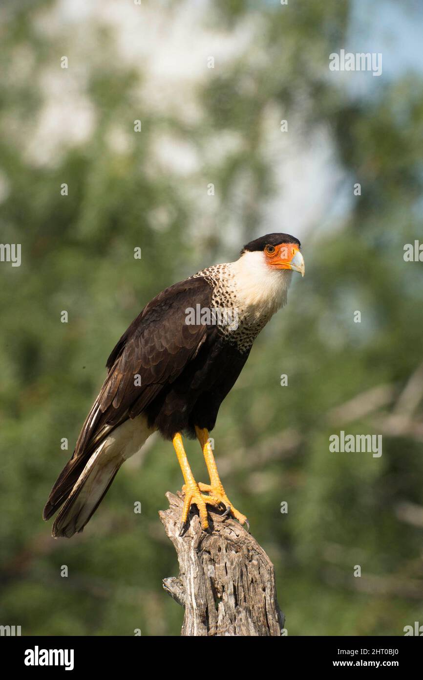 Caracara du Nord (Caracara cheriway) sur une souche, à la recherche de proies. Rio Grande Valley, sud du Texas, États-Unis Banque D'Images