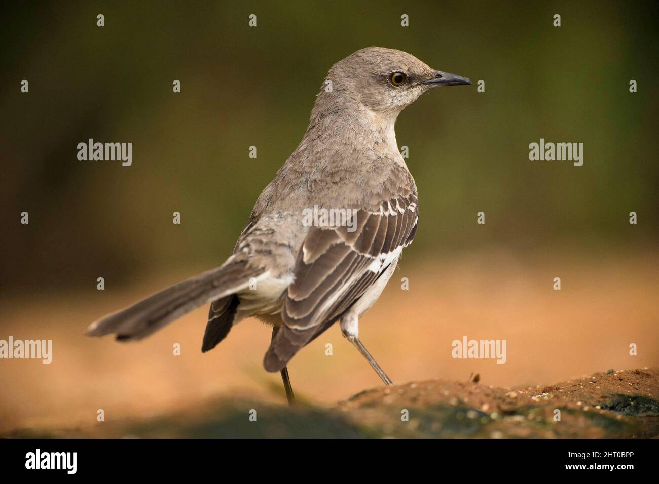 mockingbird du Nord (Mimus polyglottos) sur le sol. Rio Grande Valley, Texas du Sud, États-Unis Banque D'Images