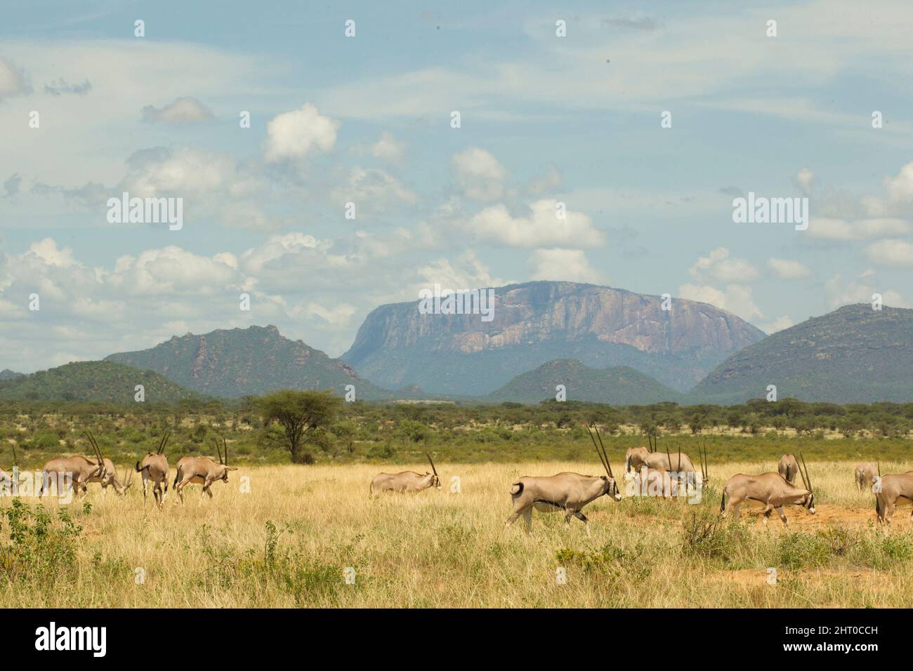 Beuris oryx (Oryx beisa) broutage. Réserve nationale de Samburu, Kenya Banque D'Images