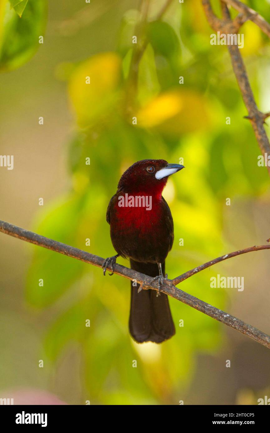 Tanager argenté (Ramphocelus carbo) mâle sur une branche montrant la gorge rouge. Les femelles ont des sous-parties rouges et une autre coloration plus terne. Pantalon du Nord Banque D'Images Tanager argenté (Ramphocelus carbo) mâle sur une branche montrant la gorge rouge. Les femelles ont des sous-parties rouges et une autre coloration plus terne. Pantalon du Nord Banque D'Images
