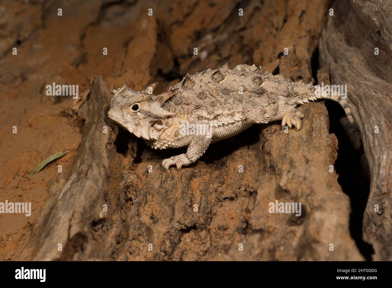 Le lézard à cornes du Texas (Phrynosoma cornutum) sur une bûche. Il s'agit de la plus grande espèce de lézard à cornes, d'une longueur moyenne d'un peu moins de 7 cm mais d'un mâle de 9,4 cm an Banque D'Images