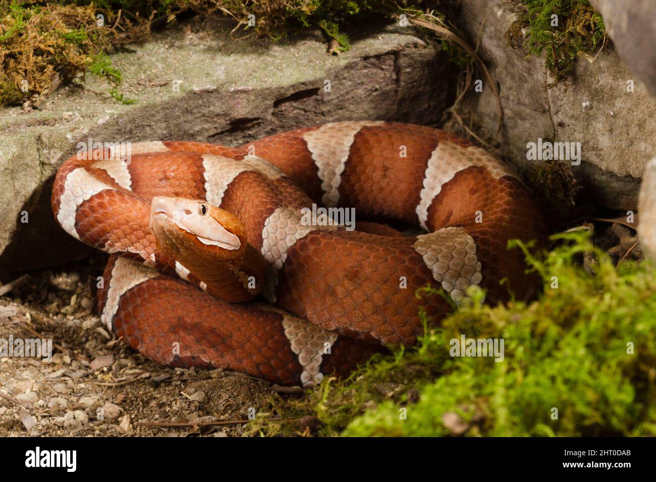 La tête de coperon à large bande (Agkistrodon contortrix laticinctus), sous-espèce indigène de l'Oklahoma au centre du Texas, enroulée entre les roches. Pennsylvanie, États-Unis Banque D'Images La tête de coperon à large bande (Agkistrodon contortrix laticinctus), sous-espèce indigène de l'Oklahoma au centre du Texas, enroulée entre les roches. Pennsylvanie, États-Unis Banque D'Images