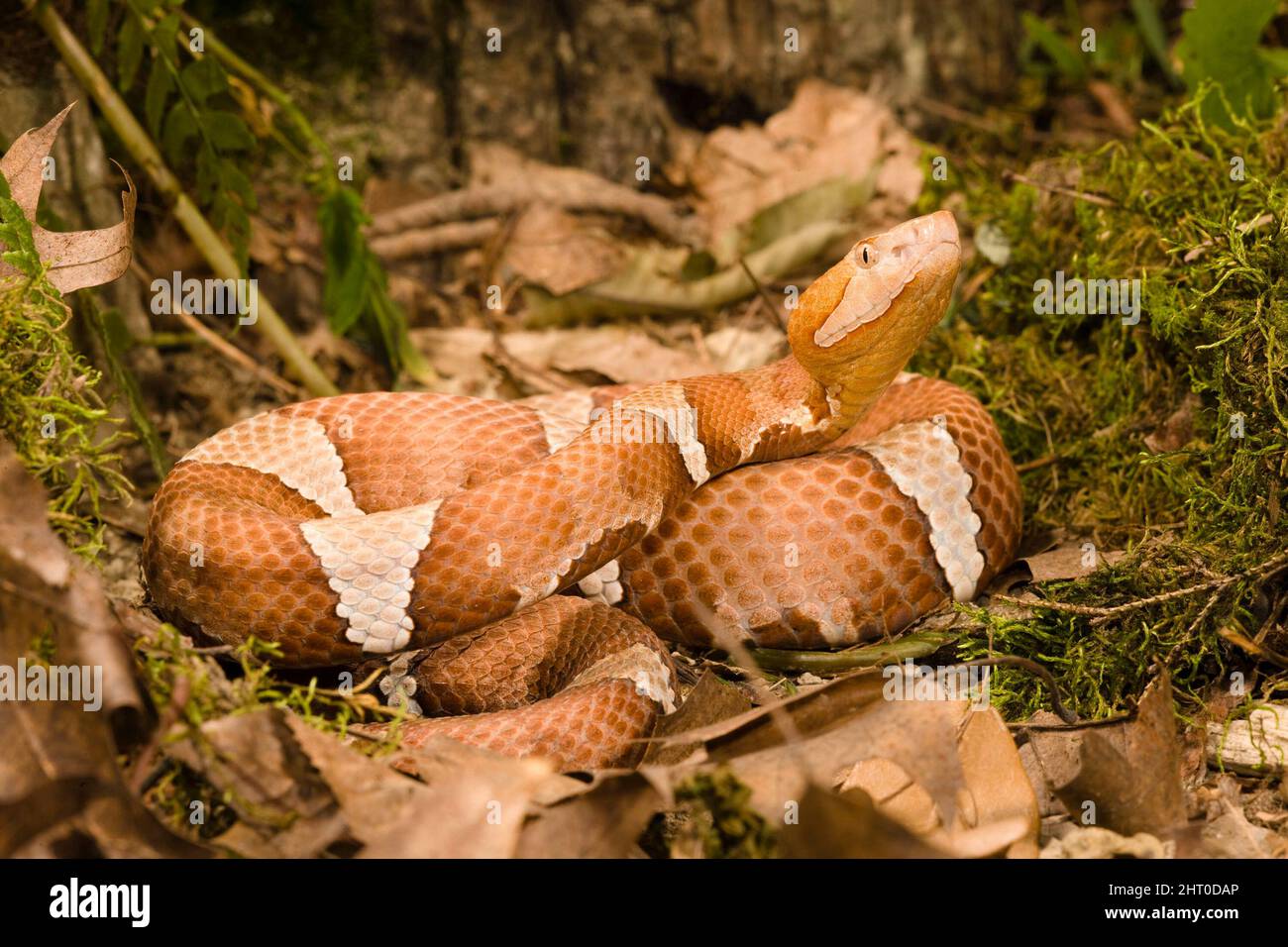 La tête de coperon à large bande (Agkistrodon contortrix laticinctus), sous-espèce indigène de l'Oklahoma au centre du Texas, enroulée entre les roches. Pennsylvanie, États-Unis Banque D'Images La tête de coperon à large bande (Agkistrodon contortrix laticinctus), sous-espèce indigène de l'Oklahoma au centre du Texas, enroulée entre les roches. Pennsylvanie, États-Unis Banque D'Images