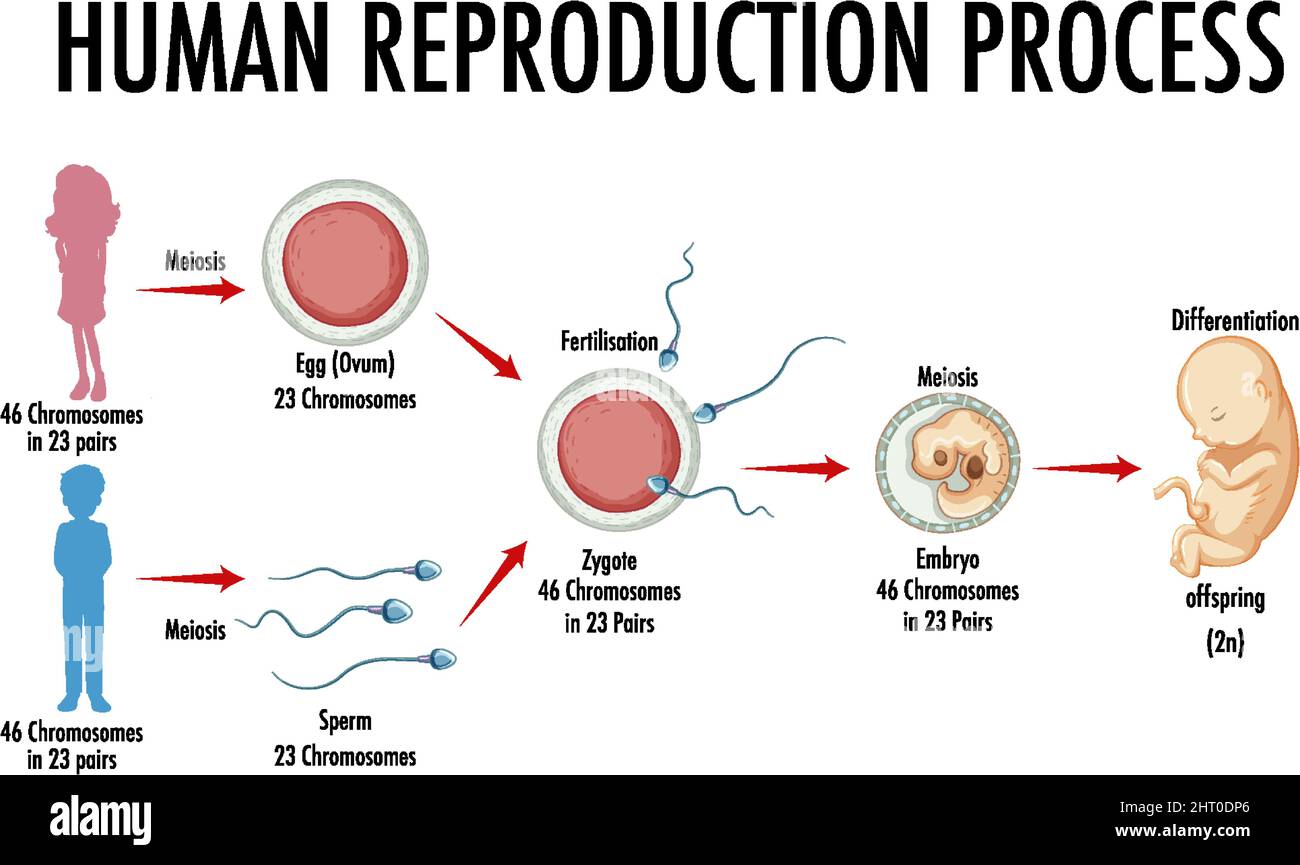Schéma illustrant le processus de reproduction humaine Illustration de Vecteur