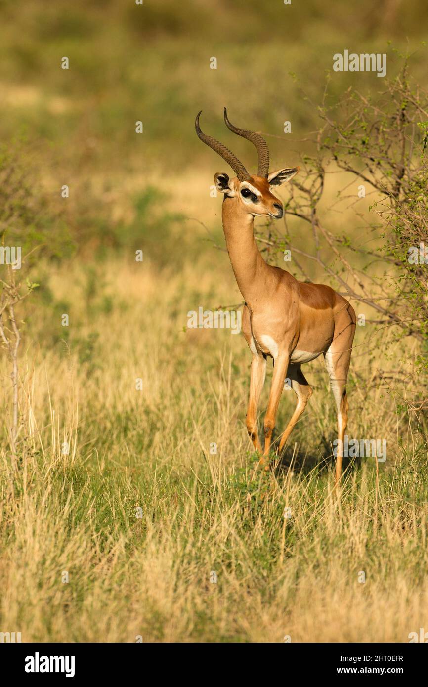 Gerenuk (Litocranius walleri) mâle, naviguant dans un arbre. Réserve nationale de Samburu, Kenya Banque D'Images