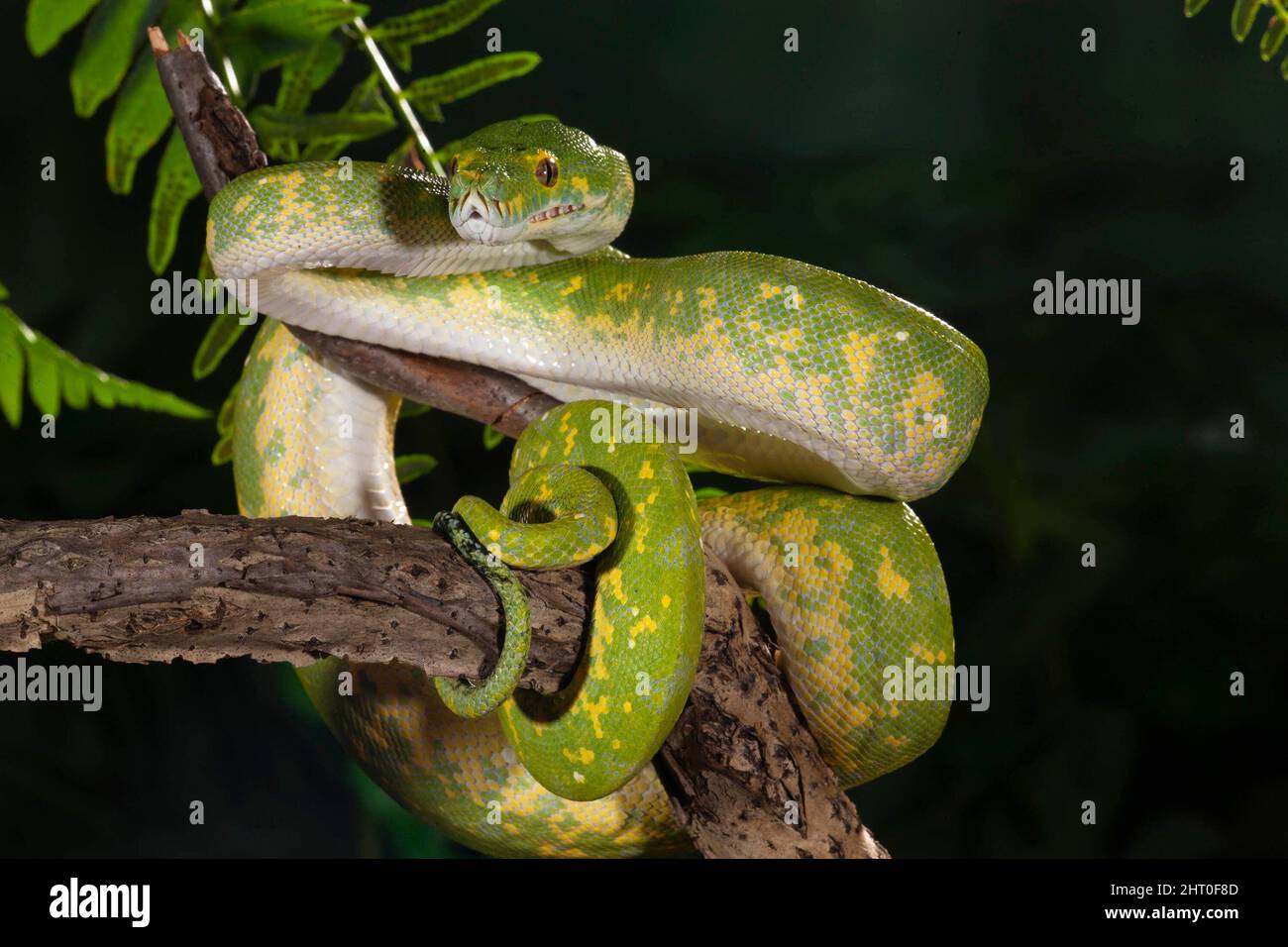 Python d'arbre vert (Morelia viridis,) enroulé autour d'une branche. Les mâles sont généralement de 1,5 à 1,8 m de long, les femelles atteignent parfois 2 M. Originaire d'Australie, Banque D'Images