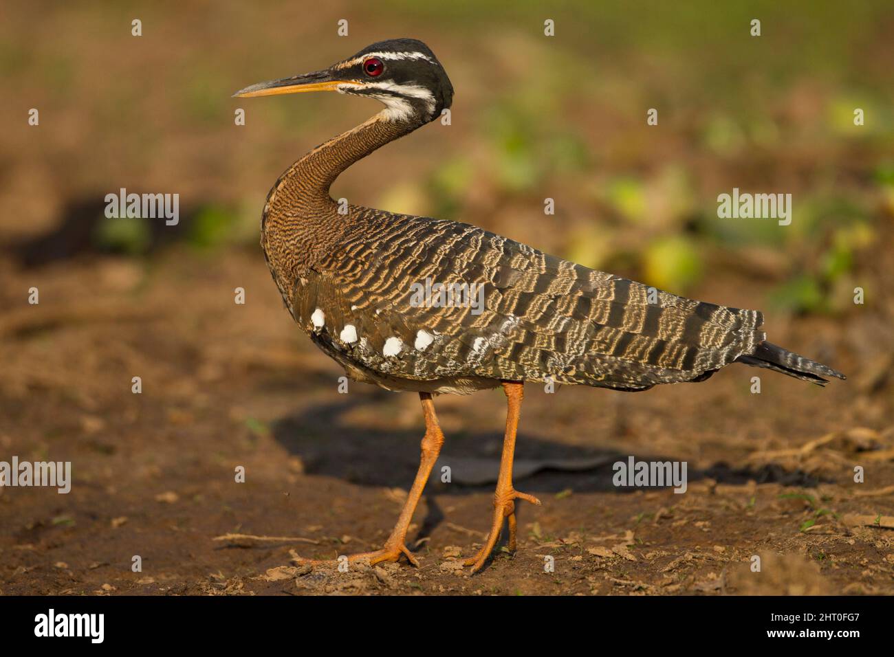 Sunbittern (Eurypyga helias), sur une rive. Le Pantanal, Mato Grosso, Brésil Banque D'Images