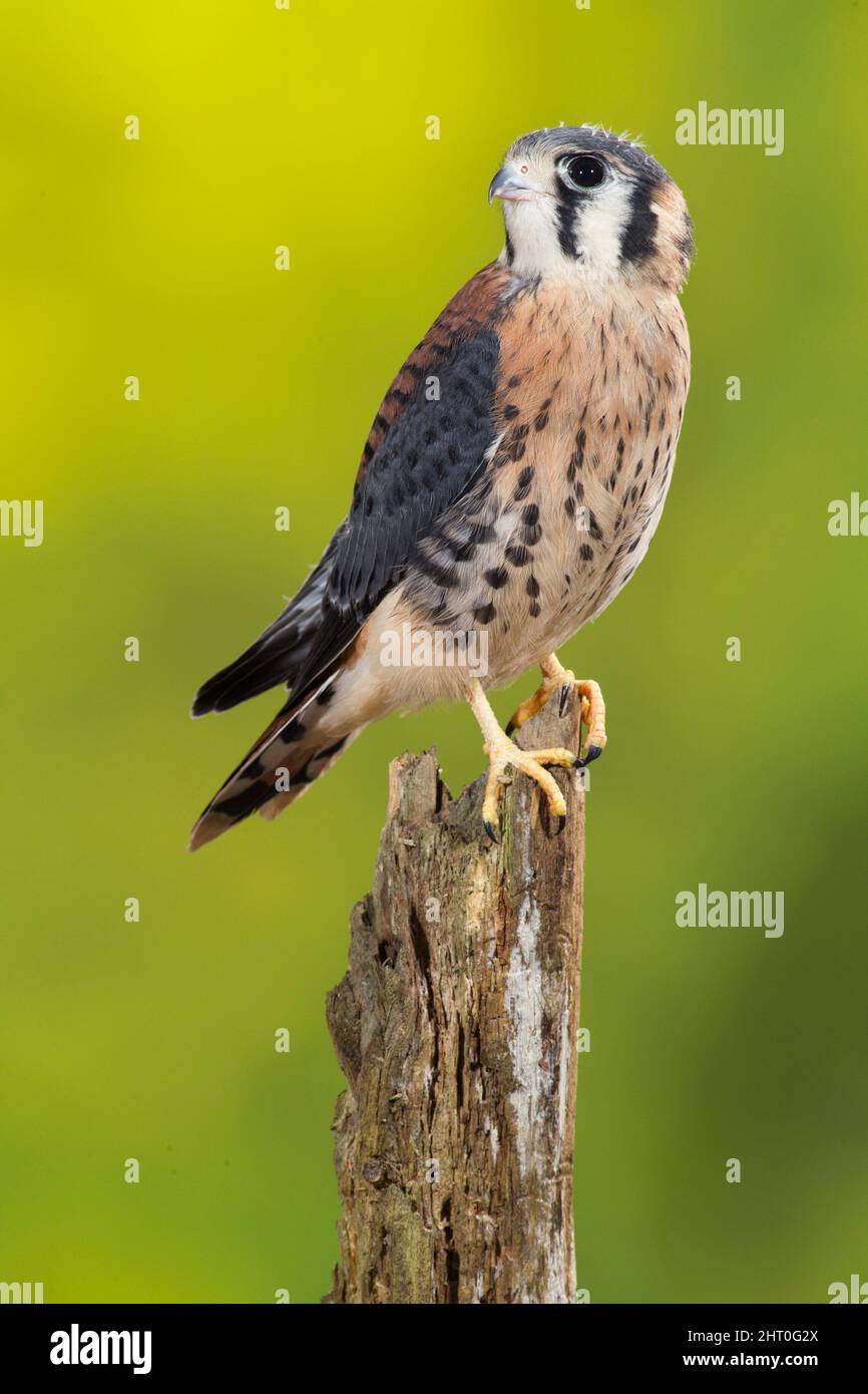 Le kestrel américain (Falco sparverius) sur une souche d'arbre. Pennsylvanie centrale, États-Unis Banque D'Images