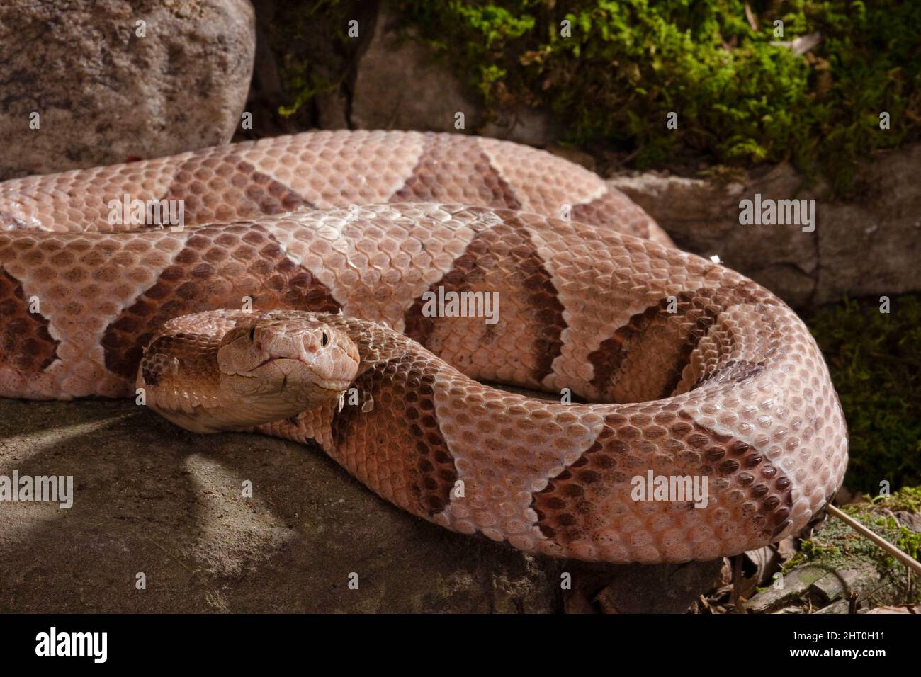 Tête de coperon du sud (Agkistrodon contortrix contortrix) enroulée, prête à frapper. Sous-espèce indigène au sud-est des États-Unis Banque D'Images