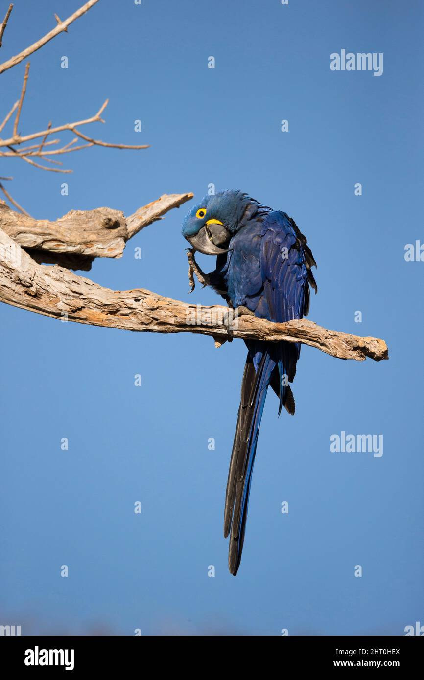 Macaw de jacinthe (Anodorhynchus hyacinthinus) sur une branche morte, prêchant. Pantanal, Mato Grosso, Brésil Banque D'Images