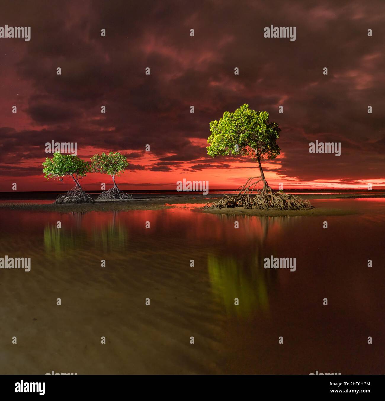 Un paysage nocturne trouble avant la photographie au lever du soleil et trois mangroves rouges sur les vasières à Yule point Far North Queensland, en Australie. Banque D'Images