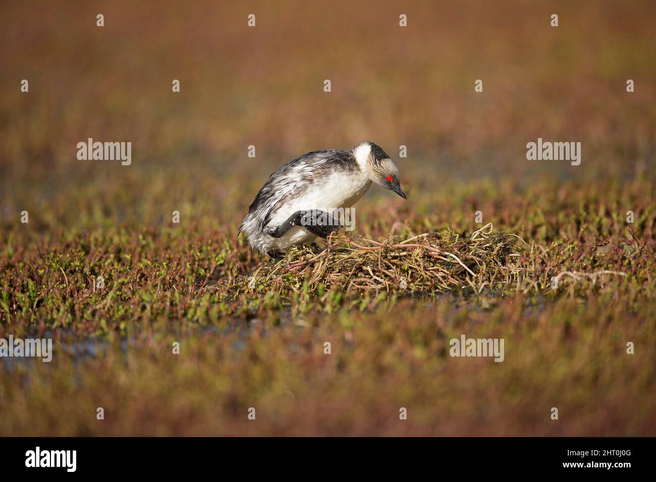 La grébe argentée (Podiceps occipitalis) à son nid sur des mauvaises herbes d'eau submergées dans un lac. Parc national de Tierra del Fuego, Chili, Banque D'Images