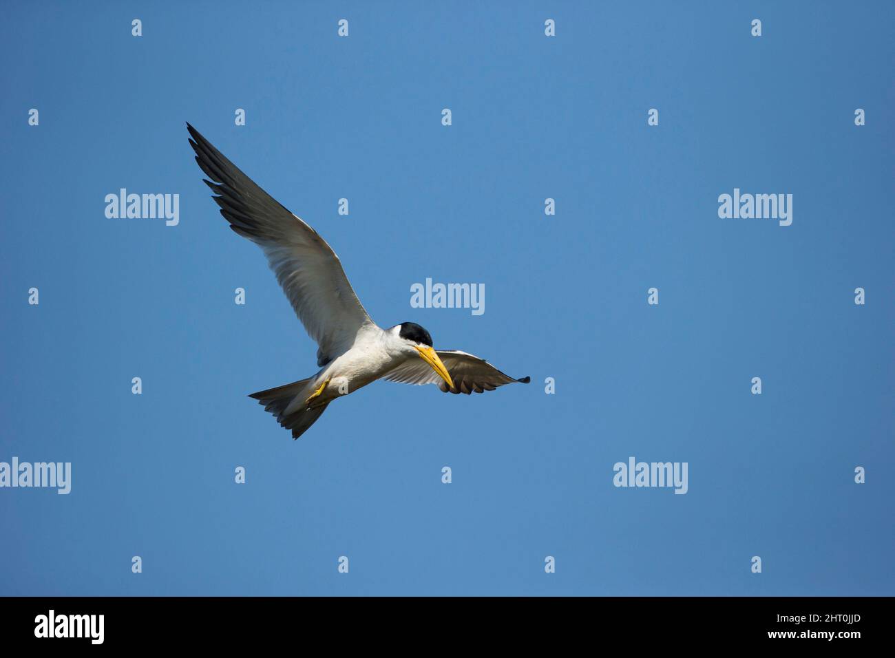 Sterne à gros bec (Phaetusa simplex) en vol. Pantanal, Mato Grosso, Brésil Banque D'Images