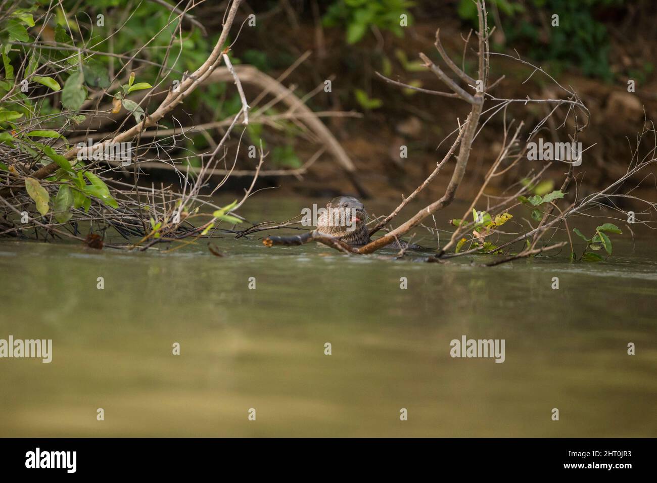 Lotter néotropical (Lontra longicaudis) par une rive de rivière. Pantanal, Mato Grosso, Brésil Banque D'Images