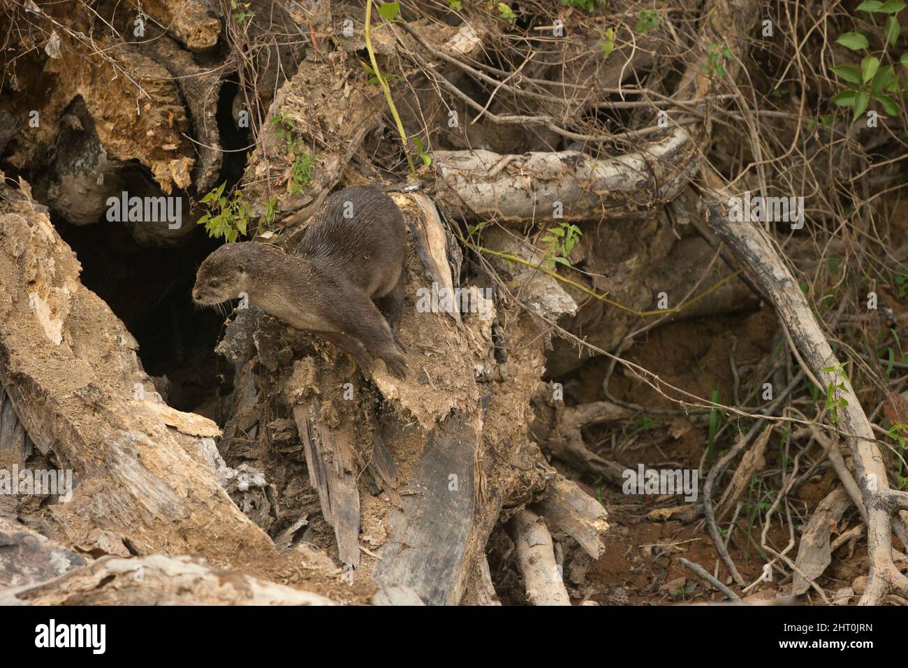 Lotier néotropical (Lontra longicaudis) parmi les racines d'un arbre tombé sur une rive de rivière. Pantanal, Mato Grosso, Brésil Banque D'Images