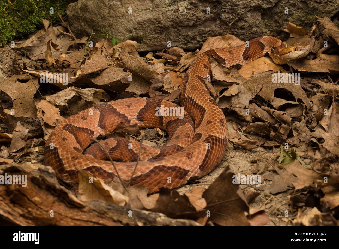 Tête de coperon du Nord (Agkistrodon contortrix mokasen) dans la litière de feuilles. Pennsylvanie, États-Unis Banque D'Images