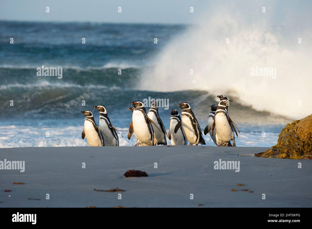 Groupe de pingouins magellaniques (Spheniscus magellanicus) revenant dans la colonie après la pêche. Sea Lion Island, îles Falkland Banque D'Images