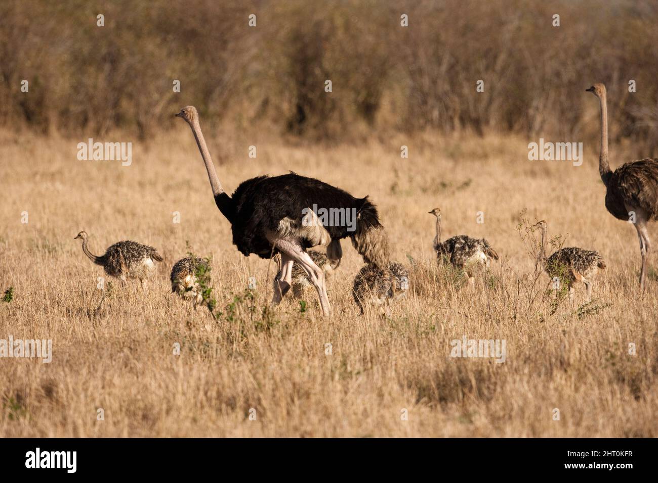 Les parents de Masai ostrich (Struthio camelus massaicus) et leur couvée de six poussins. Les parents partagent les soins des poussins. Réserve nationale de Masai Mara, K Banque D'Images