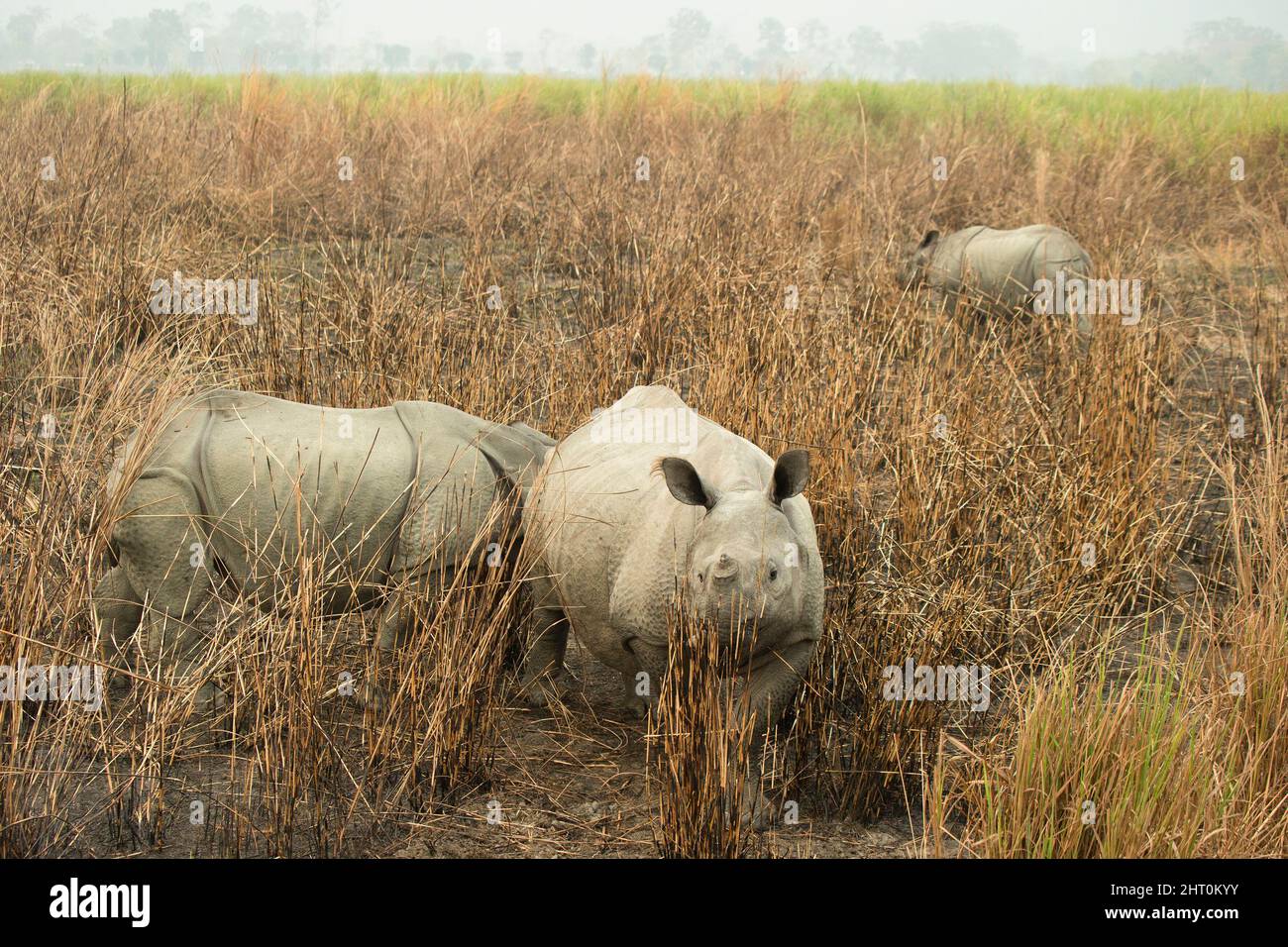 Trio de rhinocéros indiens (Rhinoceros unicornis) dans la végétation. Parc national du Kaziranga, Madhya Pradesh, Inde Banque D'Images
