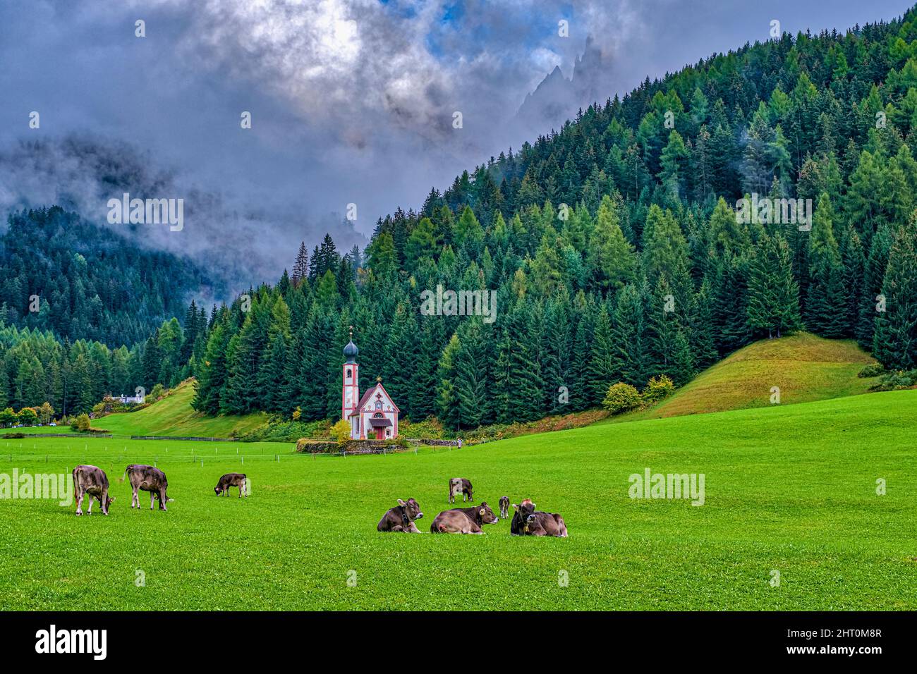Vue sur la chapelle Saint-Jean à Ranui à Saint-Magdalena dans la vallée de Villnöss, paître le bétail sur un pâturage vert, en automne. Banque D'Images