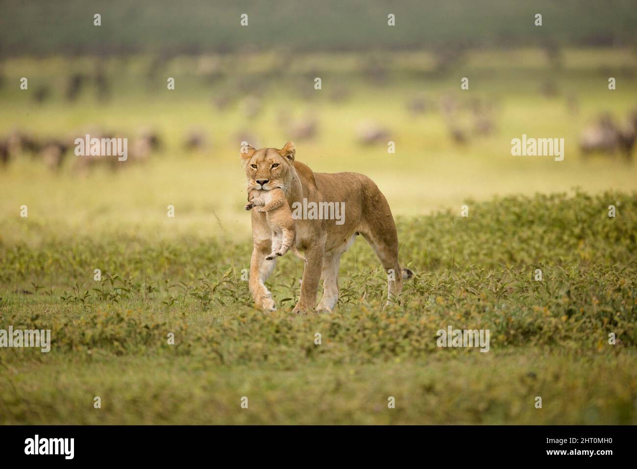 Lion africain (Panthera leo), femelle portant un jeune cub en bouche. Parc national du Serengeti, Tanzanie Banque D'Images