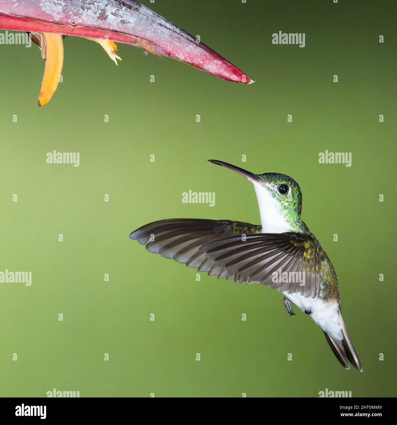 Émeraude andine (Amazilia franciae), volant à fleur pour se nourrir de nectar. Banque D'Images