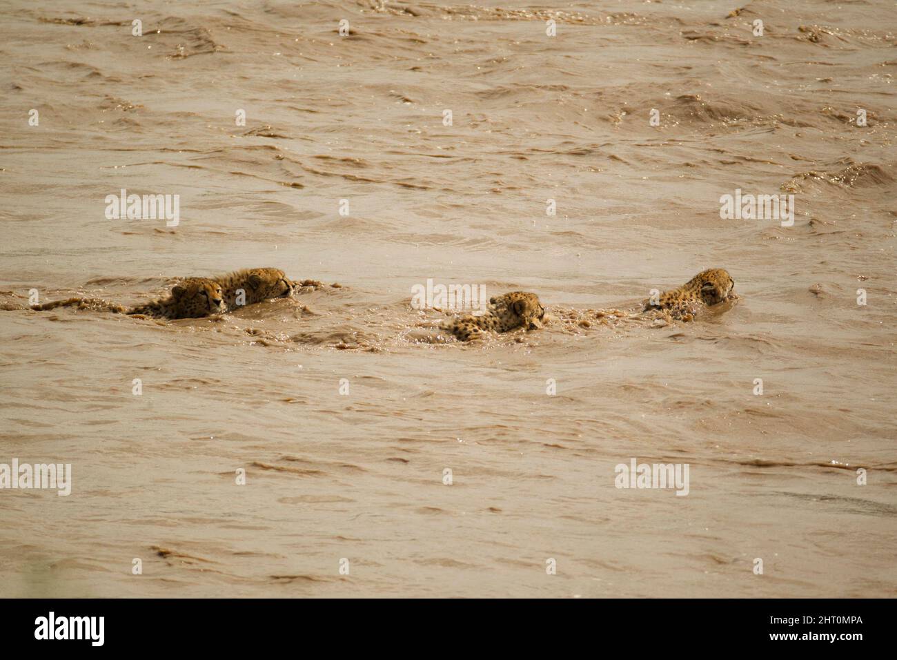 Cheetah (Acinonyx jubatus), femelle et en petits croisant la rivière Talek en crue. Deux des jeunes cheetahs ont été tués par des crocodiles du Nil. Masai Mara Na Banque D'Images