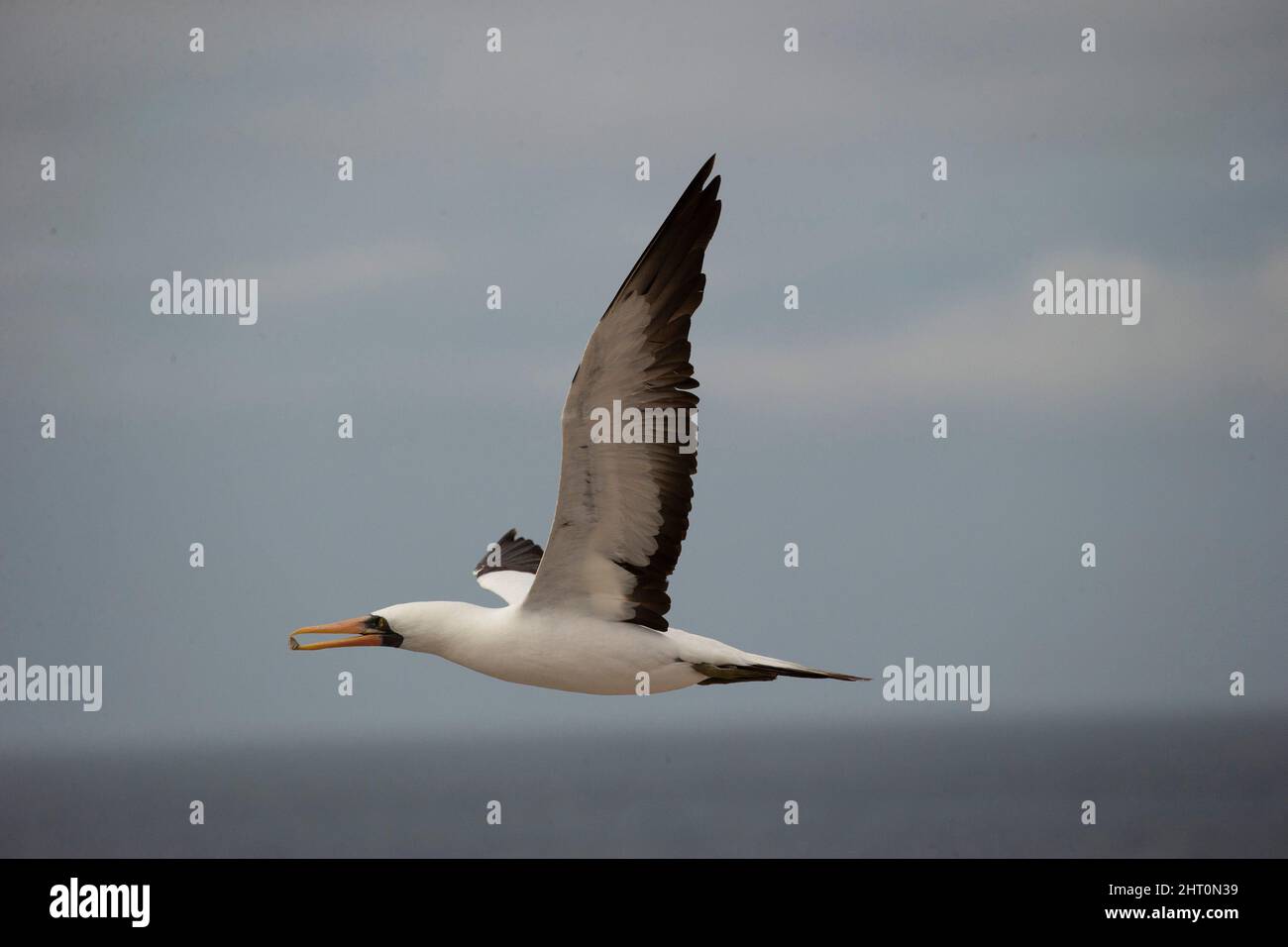 Huobée de Nazca (Sula granti), volant avec des cailloux dans le bec. Île d'Espanola, Îles Galapagos, Équateur Banque D'Images