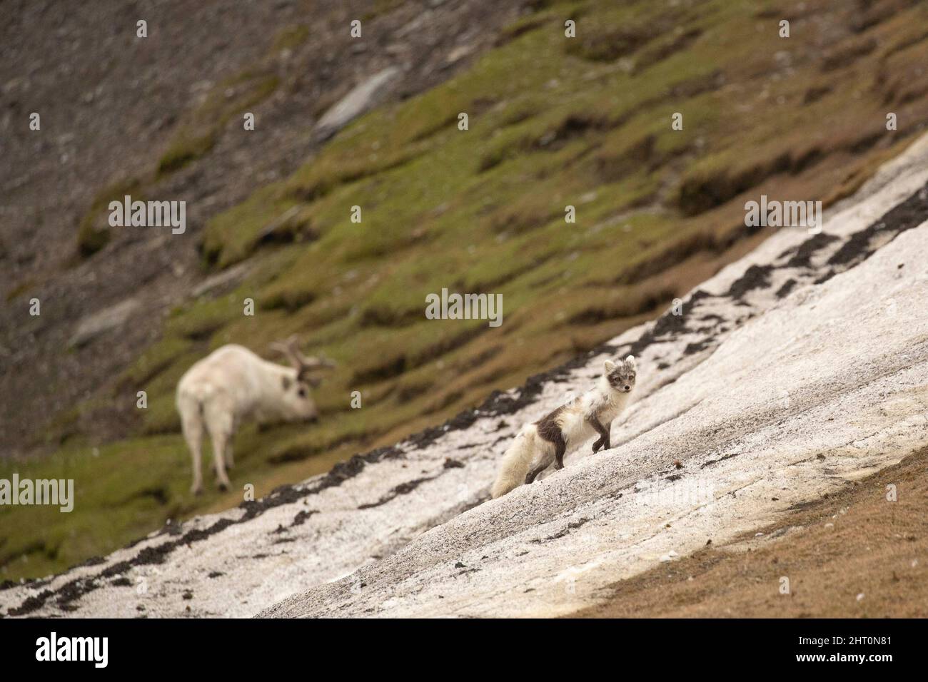 Renard arctique (Vulpes lagopus) qui rauque une colonie de Kittieards (Rissa brevirostris) à la recherche d'oiseaux blessés. Archipel de Svalbard, Arctique norvégien, NOR Banque D'Images