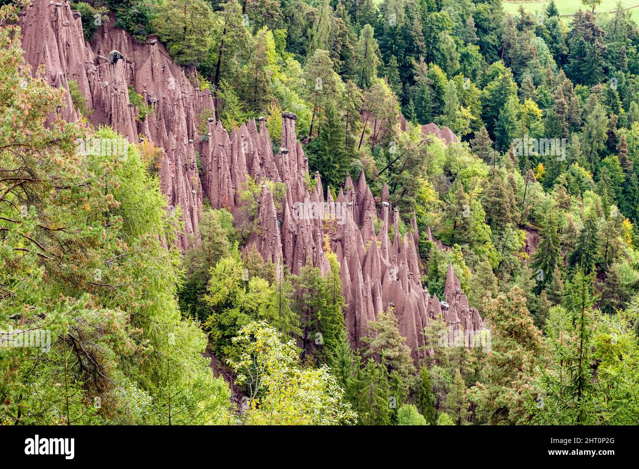 Les pyramides de la terre sur la montagne Ritten, formée par l'érosion et entourée de forêt dense. Banque D'Images