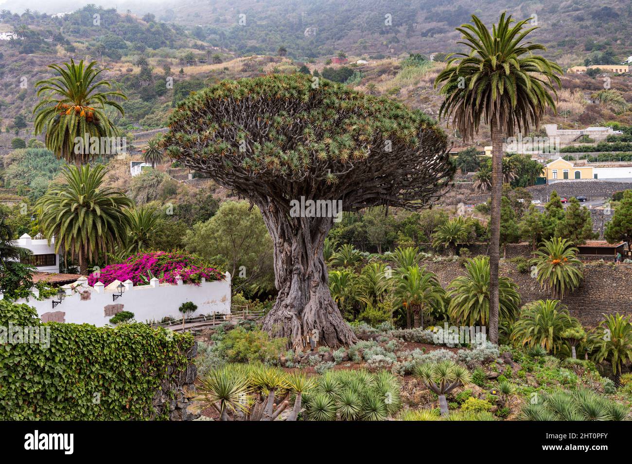 Drago Milenario, un célèbre dragon Dracaena draco à Icod de los Vinos, Tenerife, Espagne Banque D'Images