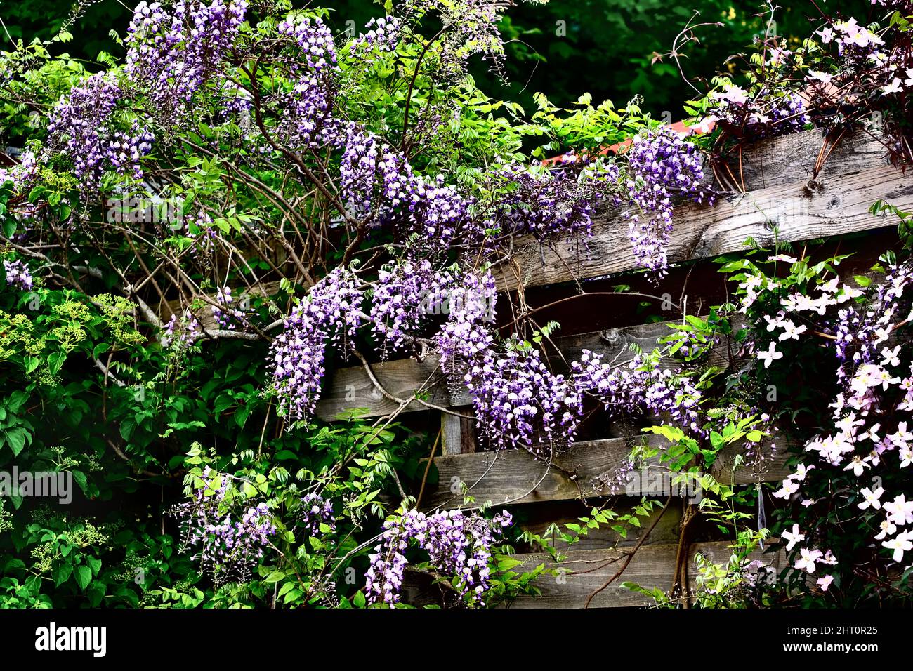 Une wisteria pourpre et blanche qui grandit le long d'une clôture en bois. Un clématis peut également être vu sur l'image. Banque D'Images