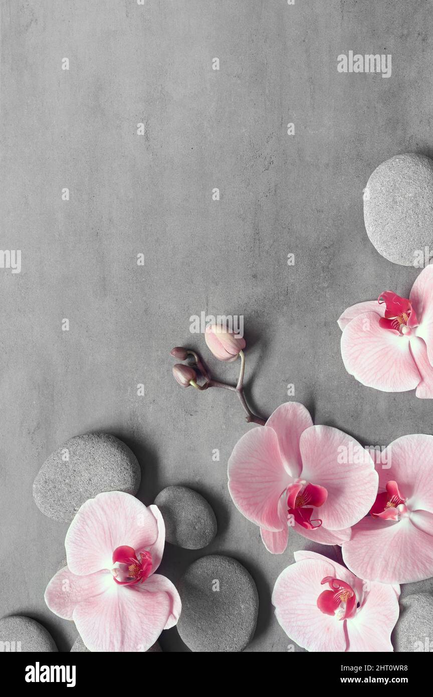 Composition de la couche plate avec pierres spa, fleur rose orchidée sur fond gris. Concept spa. Banque D'Images