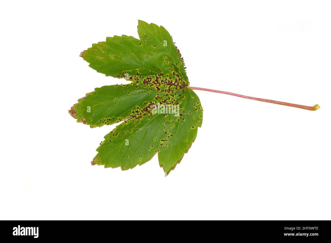 La Galle acarien Aceria macrorhynchus Red Gall infection sur la feuille acer Banque D'Images