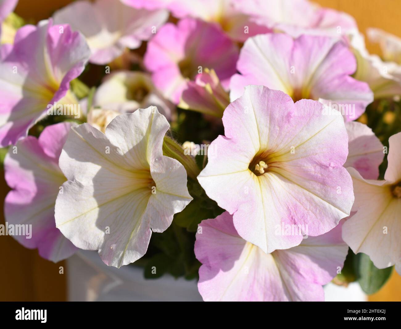 Gros plan sur les fleurs pétunia à rayures roses et blanches Banque D'Images