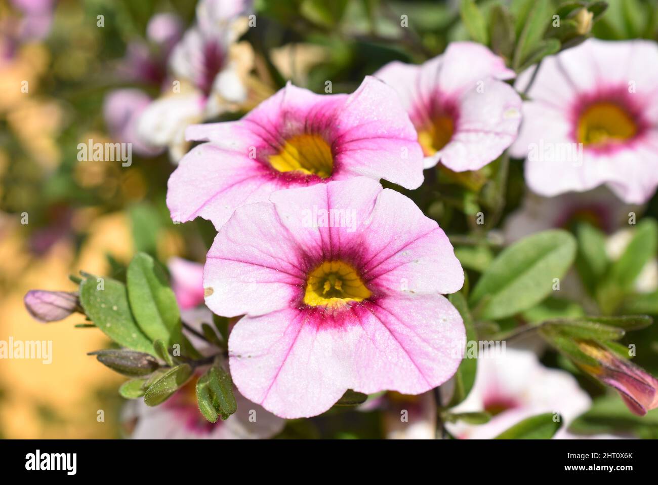 Gros plan sur les fleurs pétunia à rayures roses et blanches Banque D'Images