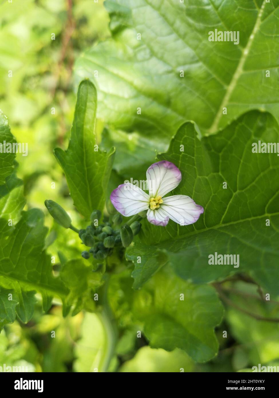 Raphanus caudatus. Fleur de Raphanus sativus Linn. Raphanus sativus var. Oleiformis Banque D'Images