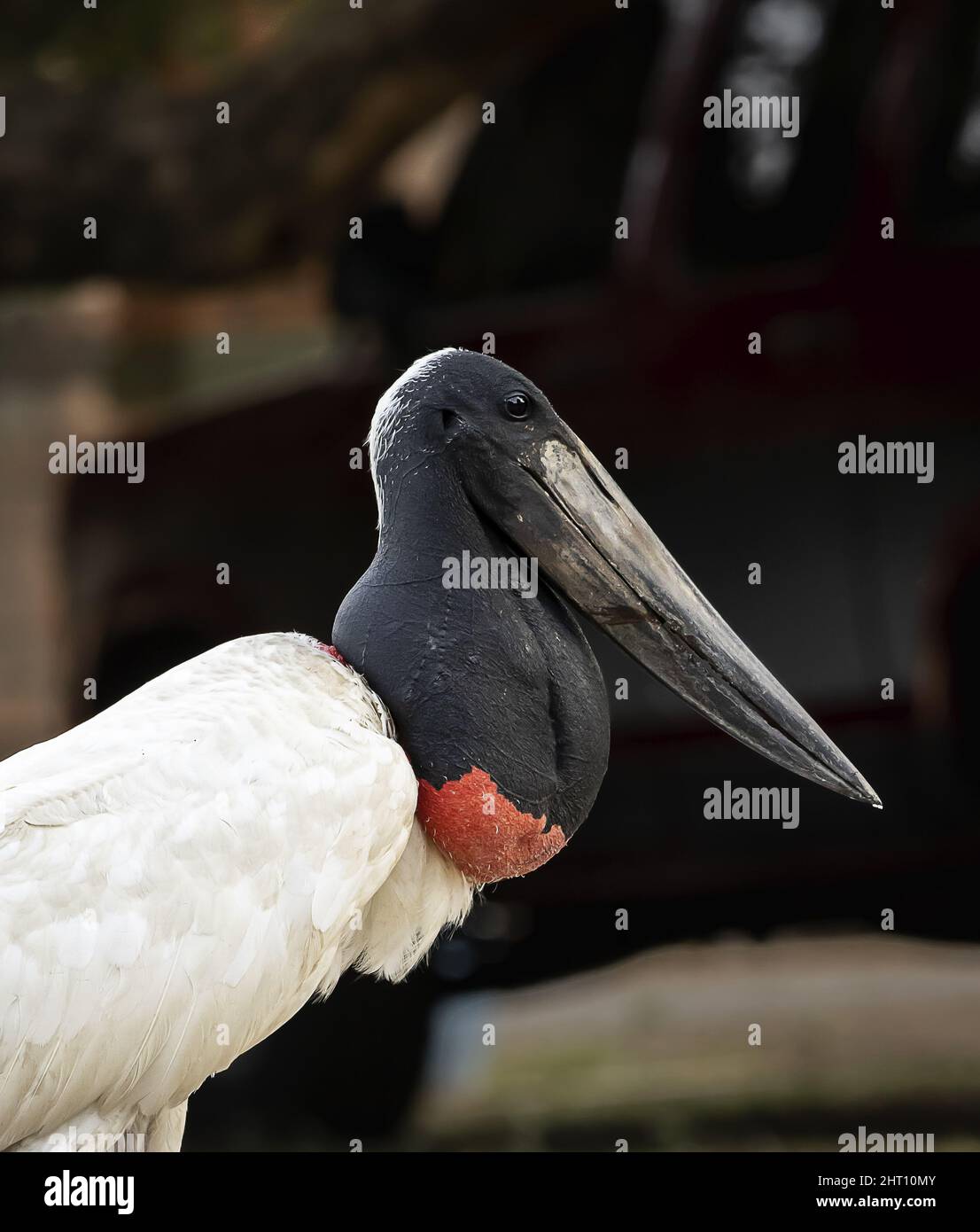 Plan vertical d'un oiseau brésilien connu sous le nom de tuiuiu ou de jaburu Banque D'Images