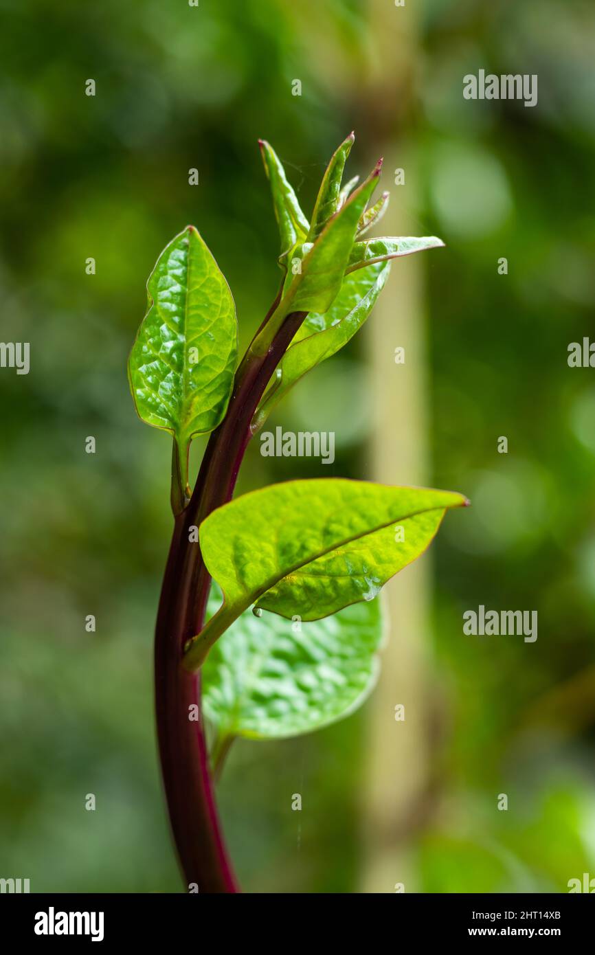 Basella alba, ou Malabar Spinach, est une plante grimpante vigoureuse, une plante vivace-tendre, cultivée chaque année, native des régions tropicales en Asie Banque D'Images